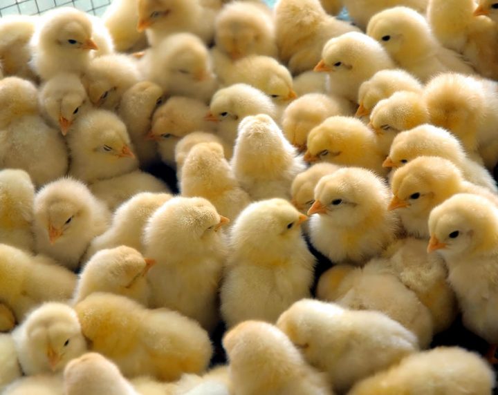 ПРОДАЖА ЦЫПЛЯТ